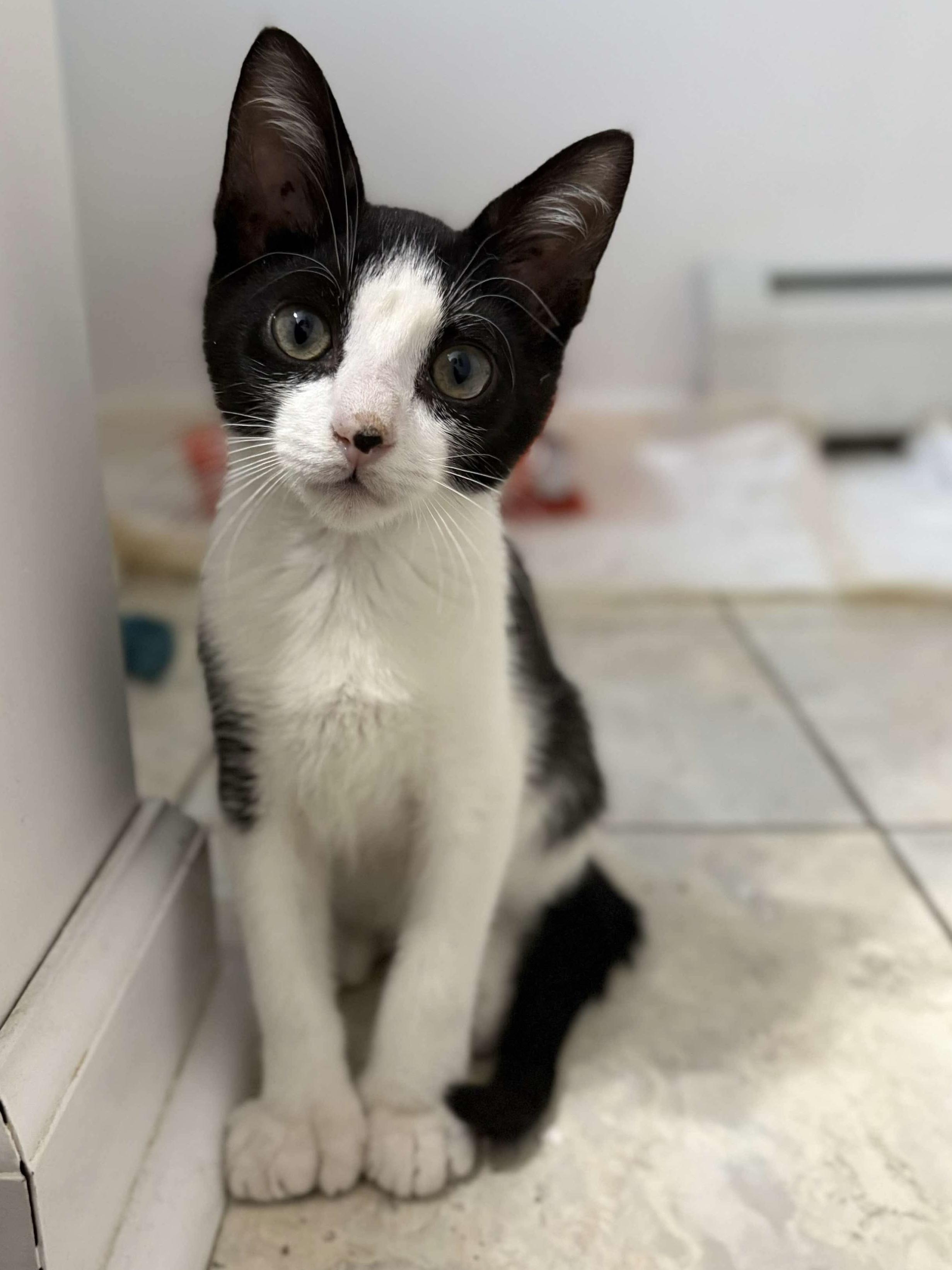 Purrogi, Baby Male Domestic Short Hair