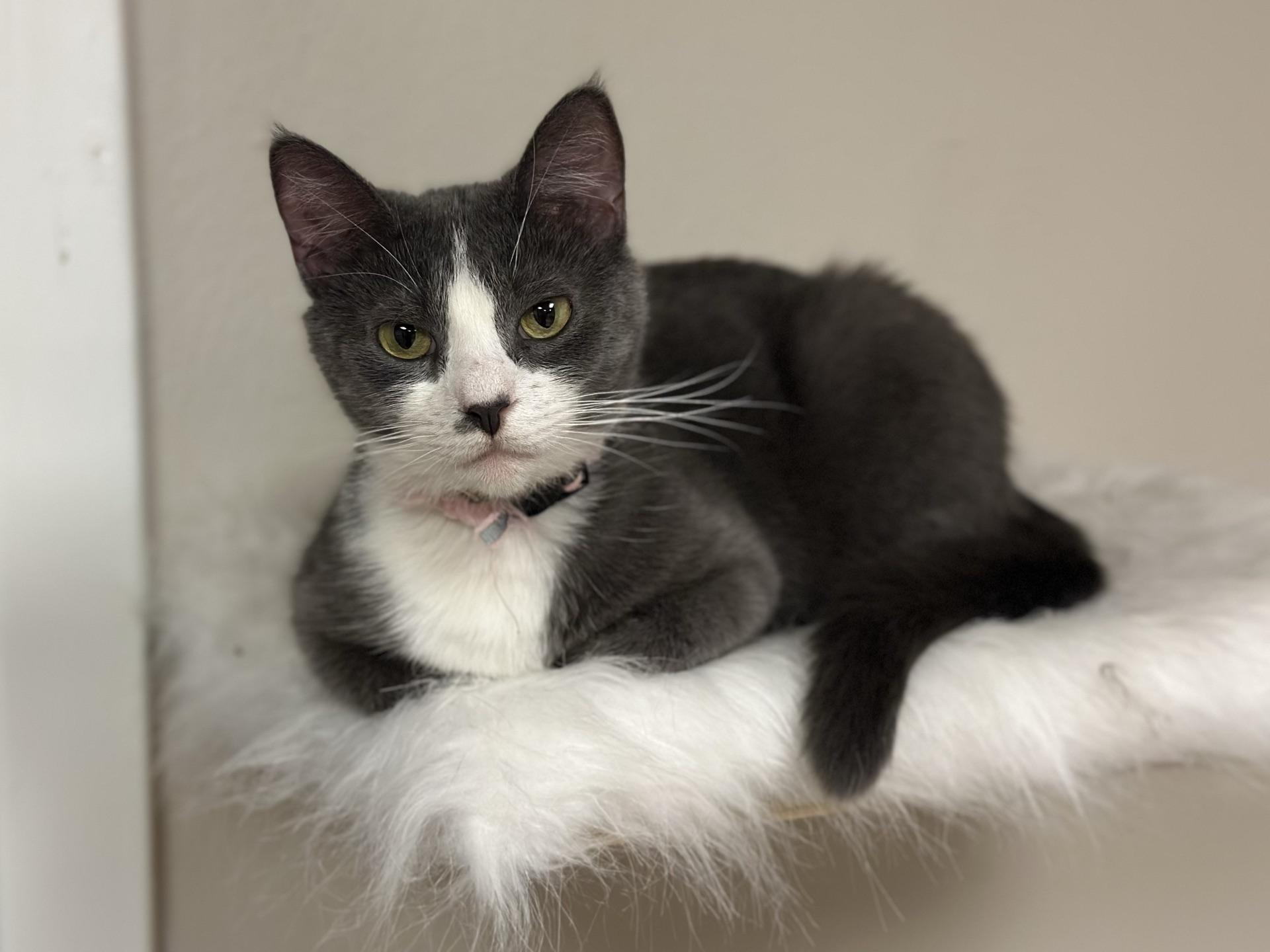 Enlarge Morticia, a Adoptable Domestic Short Hair in Greensburg, PA image 6/6