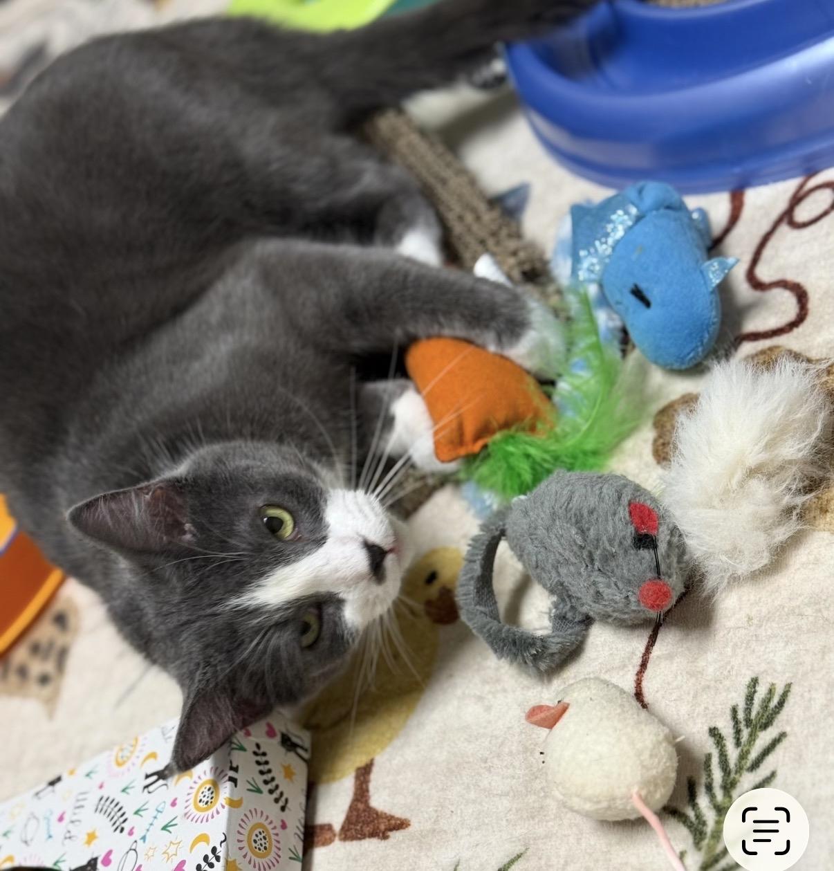 Enlarge Morticia, a Adoptable Domestic Short Hair in Greensburg, PA image 3/6