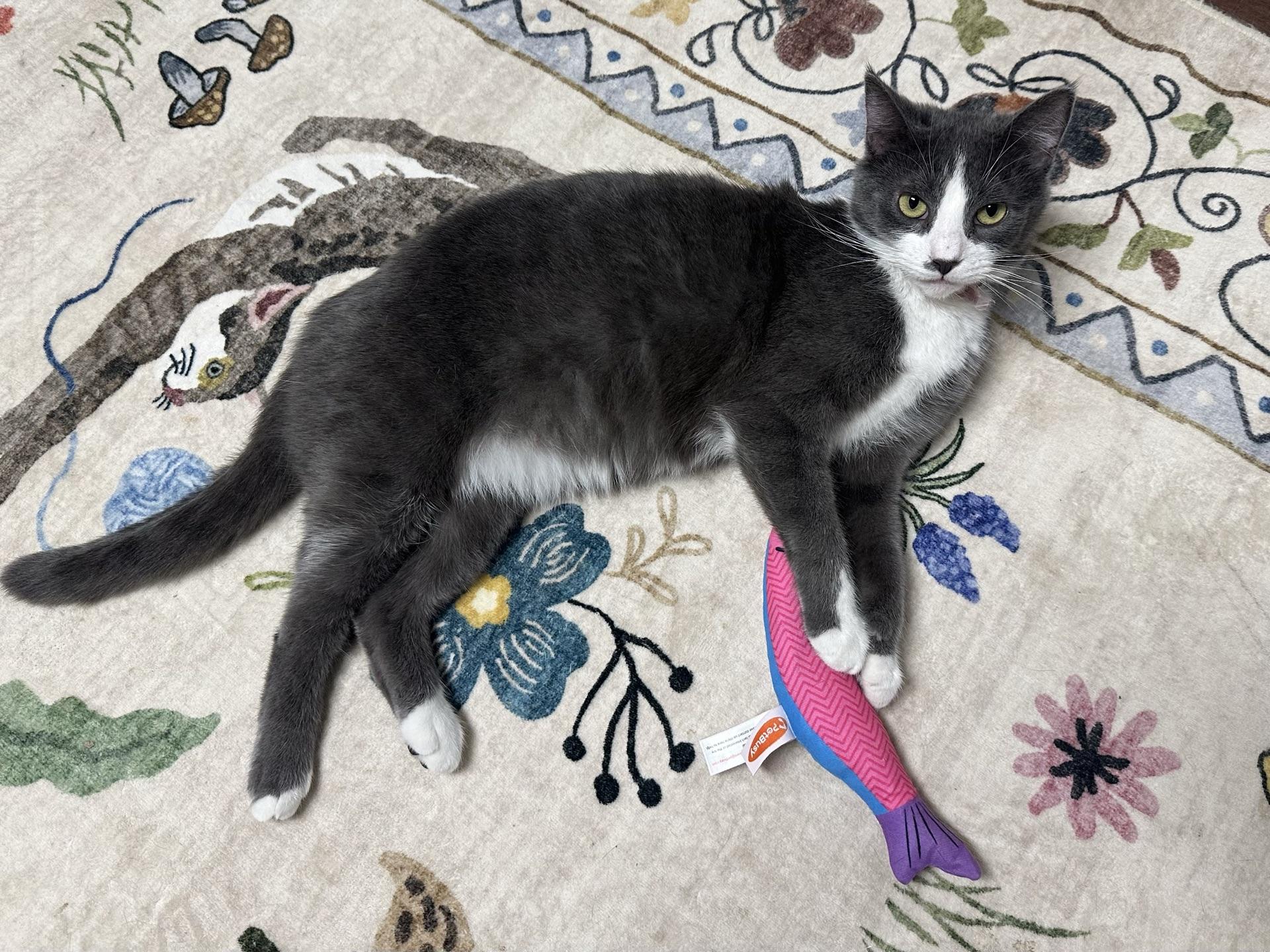 Enlarge Morticia, a Adoptable Domestic Short Hair in Greensburg, PA image 4/6