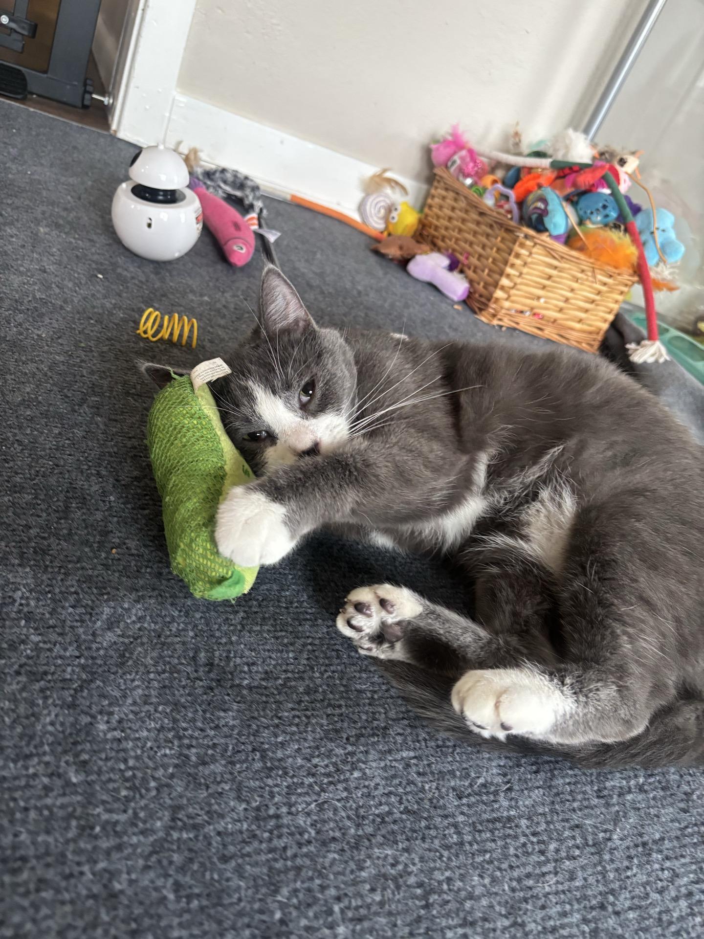 Enlarge Morticia, a Adoptable Domestic Short Hair in Greensburg, PA image 5/6