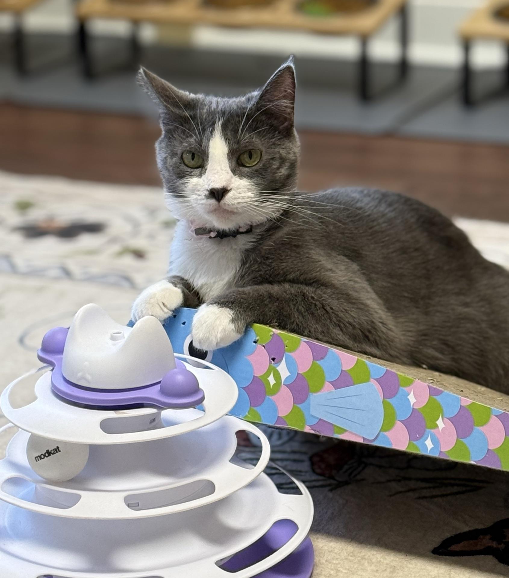 Morticia, Adoptable, Young Female Domestic Short Hair.