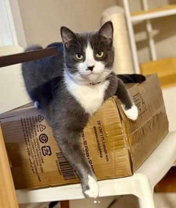 Enlarge Morticia, a Adoptable Domestic Short Hair in Greensburg, PA image 2/6