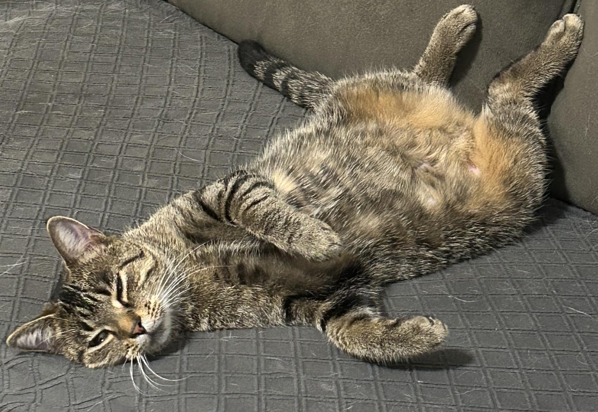 Whitney - Pet Valu Brampton, Adoptable, Young Female Domestic Short Hair.