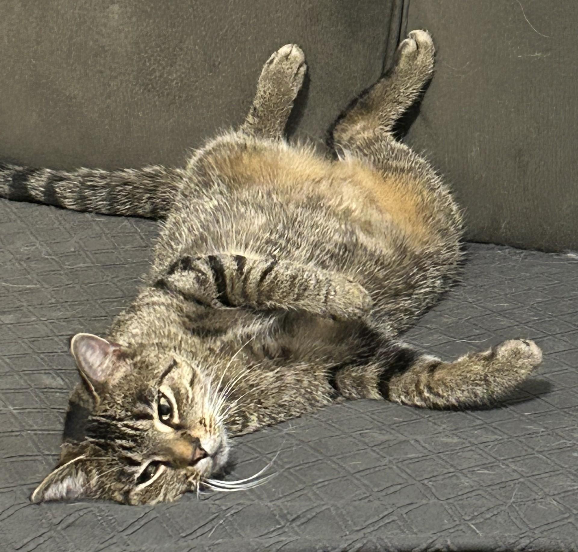 Enlarge Whitney - Pet Valu Brampton, a Adoptable Domestic Short Hair in Mississauga, ON image 3/5