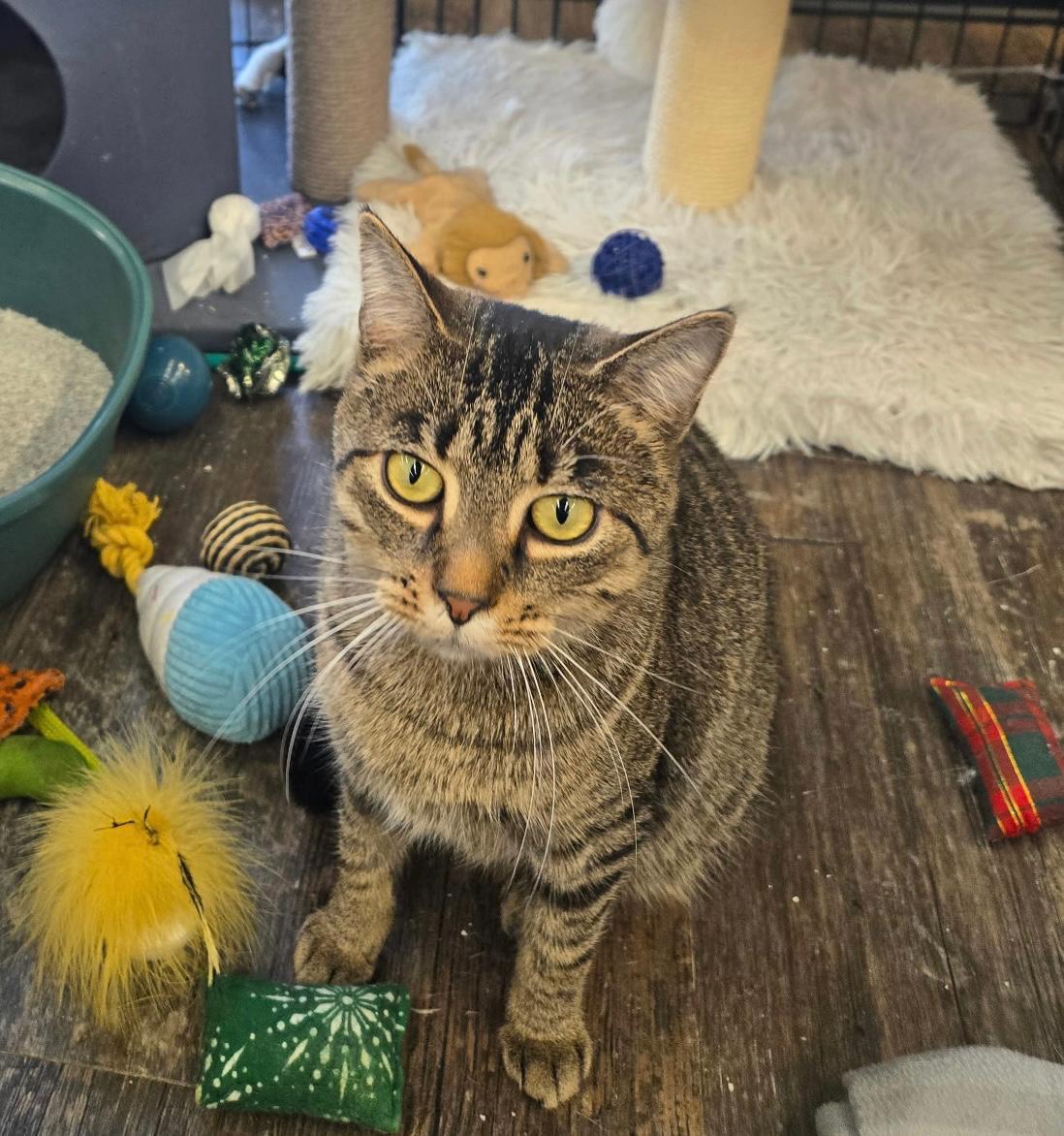 Enlarge Whitney - Pet Valu Brampton, a Adoptable Domestic Short Hair in Mississauga, ON image 4/5