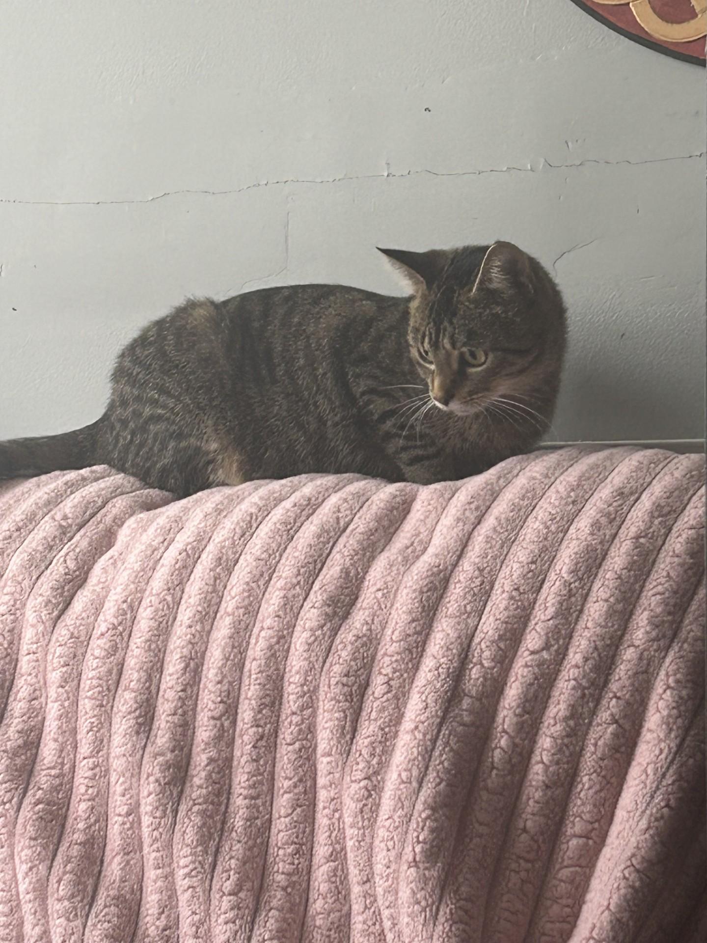 Enlarge Whitney - Pet Valu Brampton, a Adoptable Domestic Short Hair in Mississauga, ON image 5/5