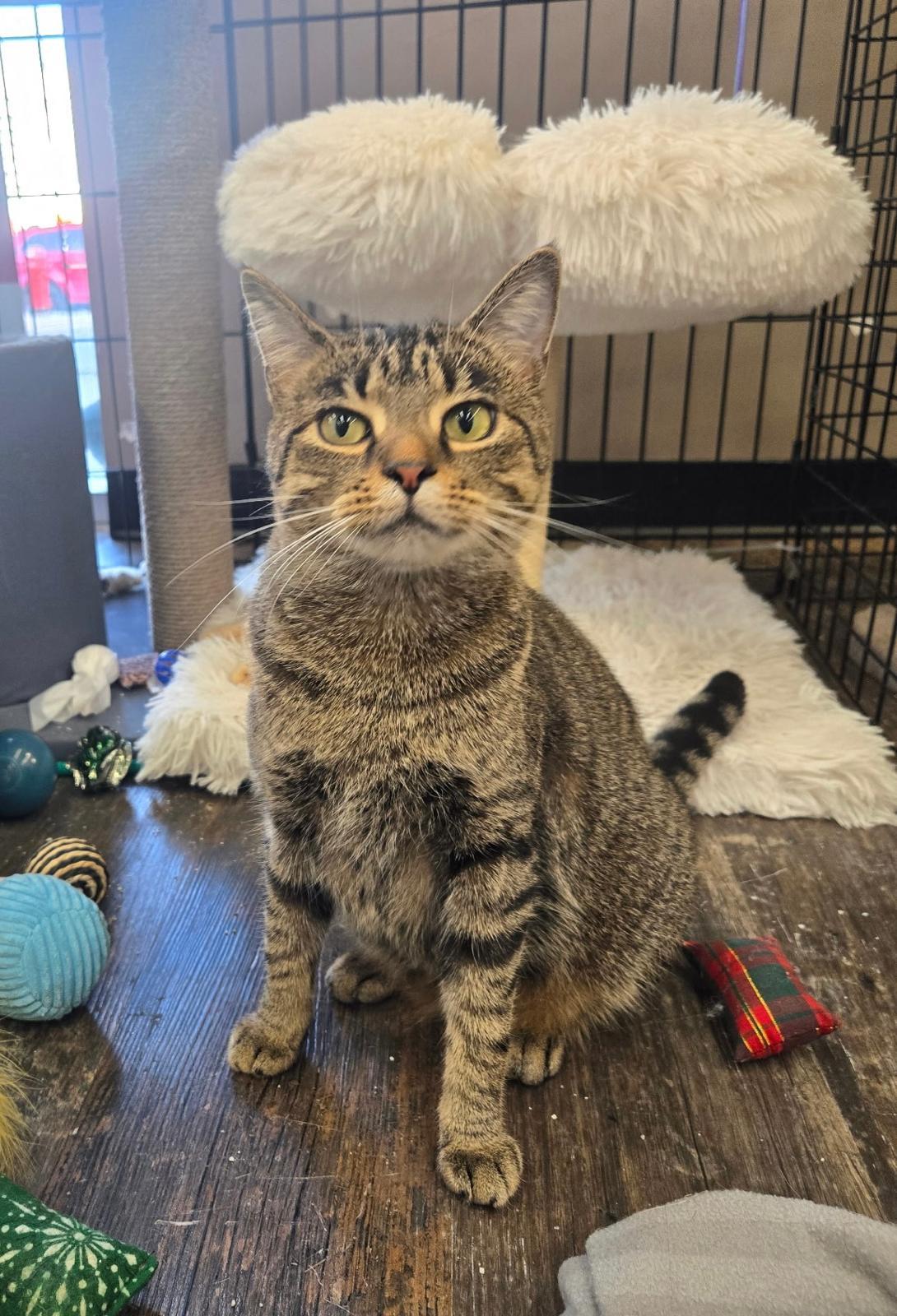 Whitney - Pet Valu Brampton