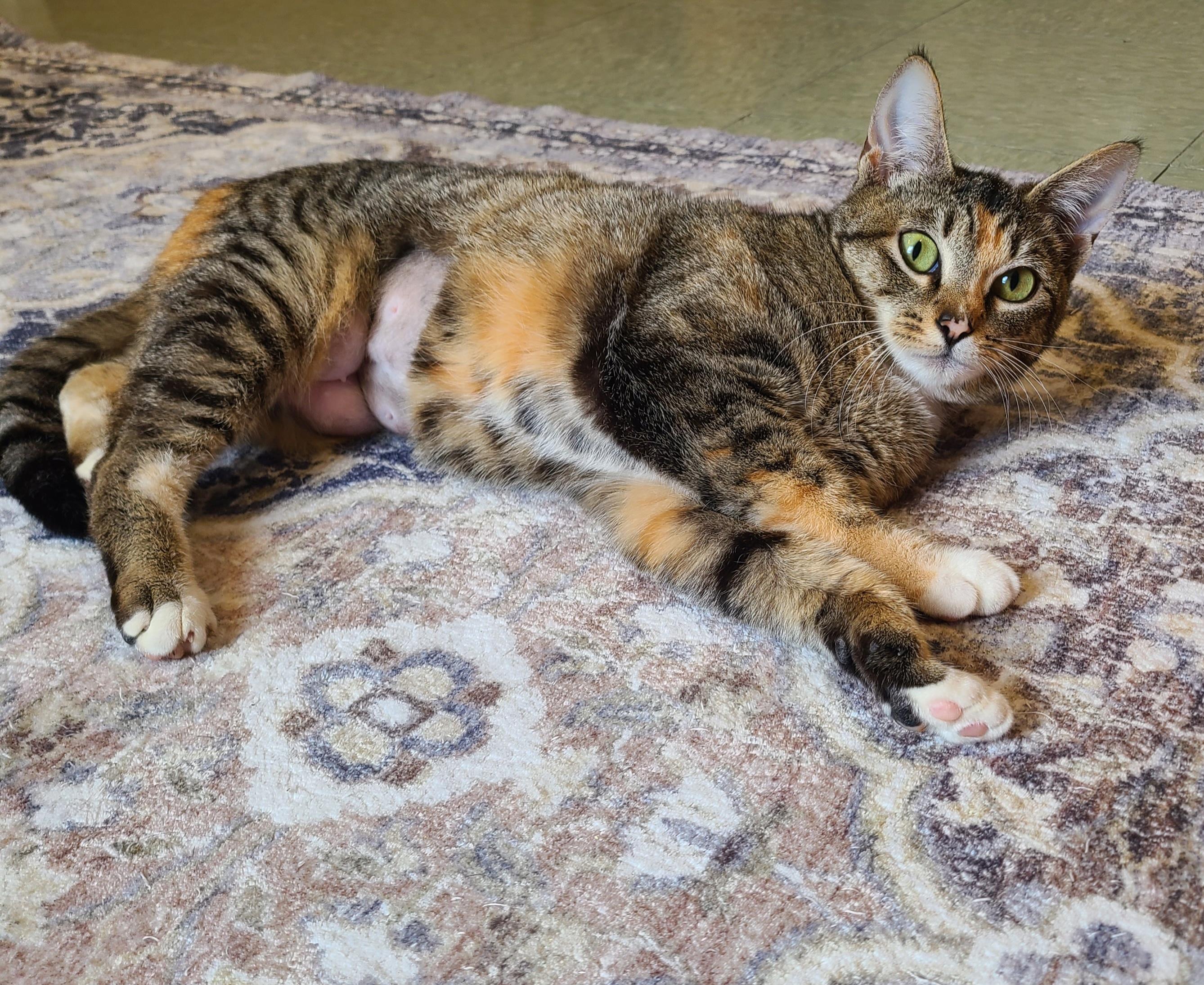 Camilla & Camry, an adopted Domestic Short Hair in Kirkland, WA image 2/4