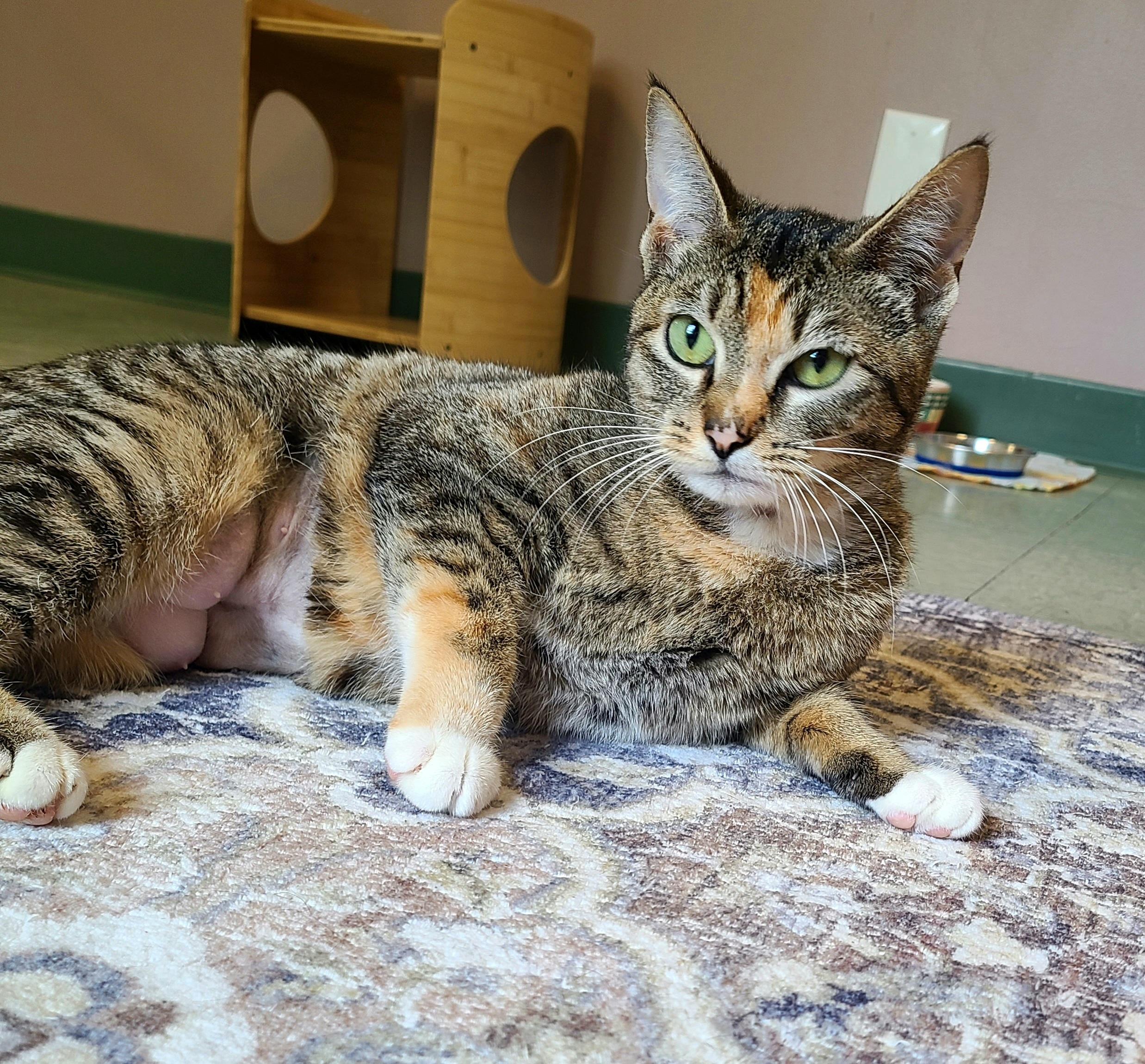 Camilla & Camry, an adopted Domestic Short Hair in Kirkland, WA image 3/4