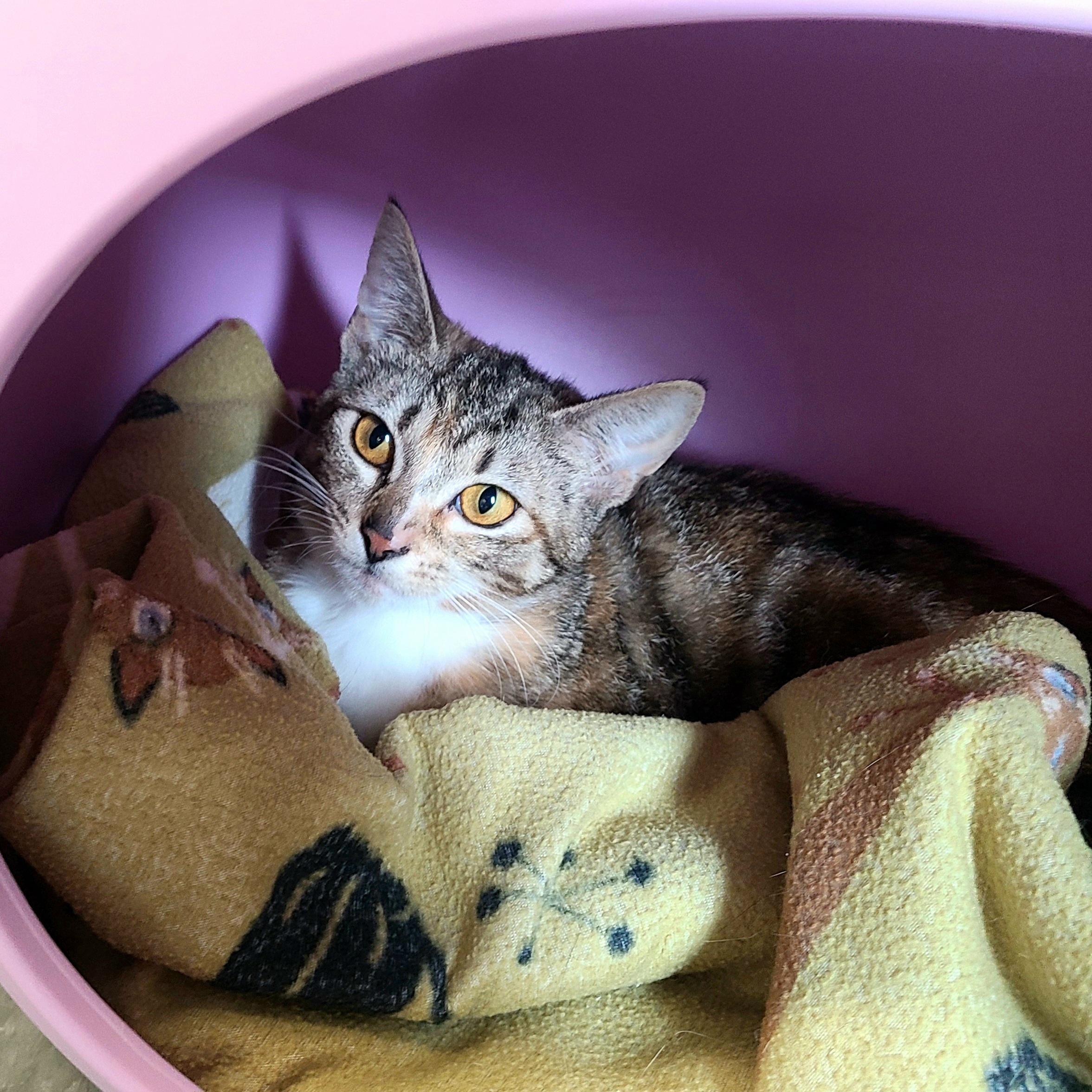 Camilla & Camry, an adopted Domestic Short Hair in Kirkland, WA image 4/4