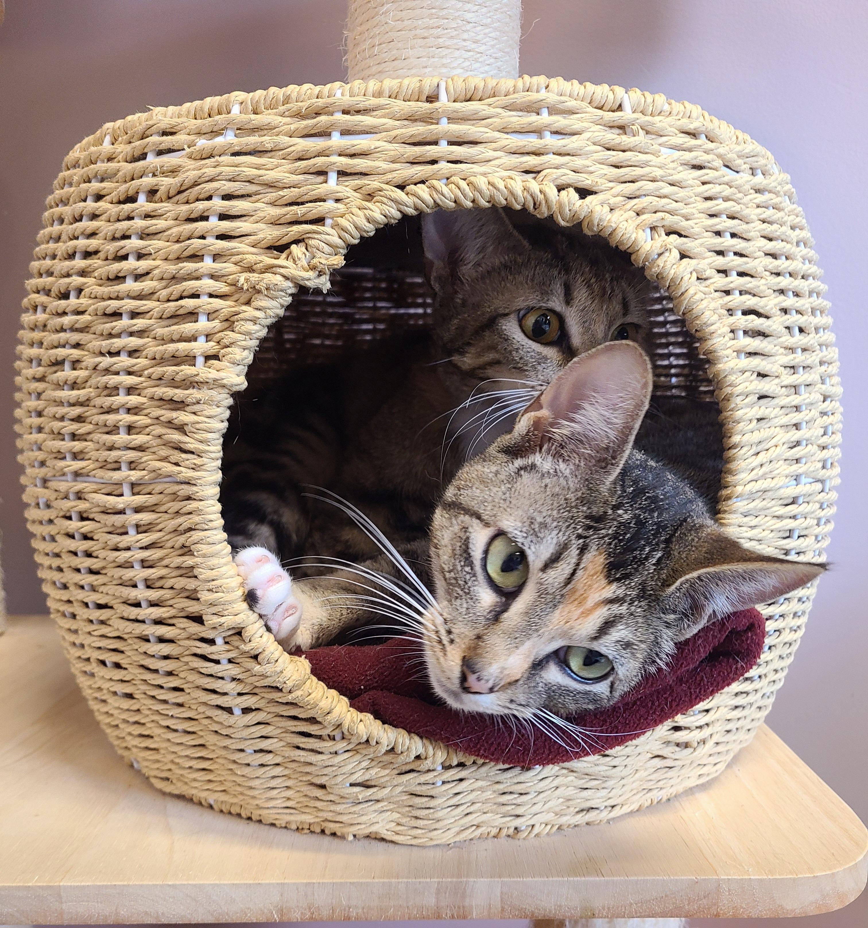 Camilla & Camry, adopted, Young Female Domestic Short Hair.