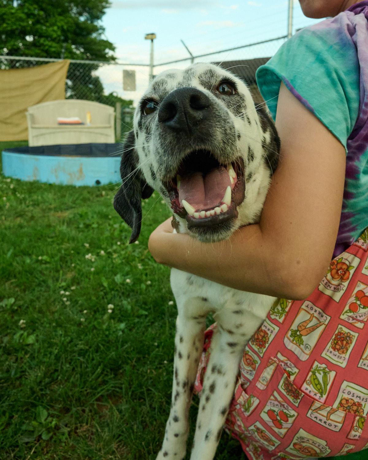 Enlarge Dickie, a ADOPTABLE mixed breed in Floyd, VA image 2/4