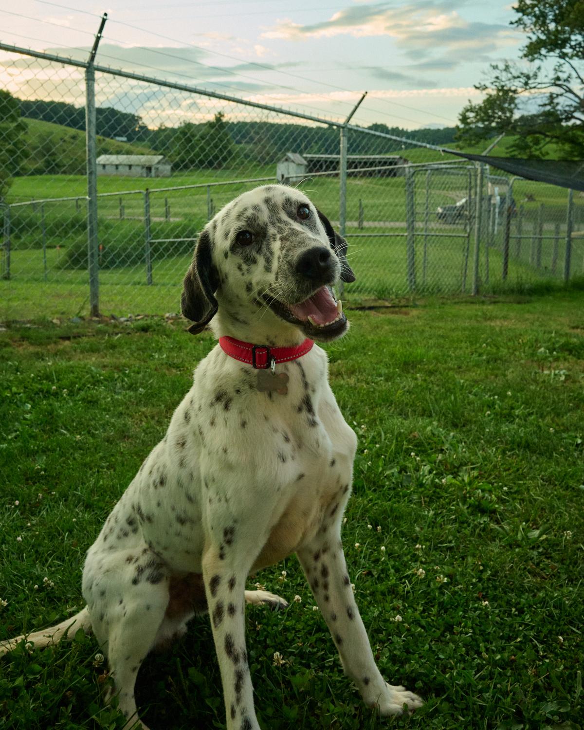 Dickie, ADOPTABLE, Young Male Dalmatian.
