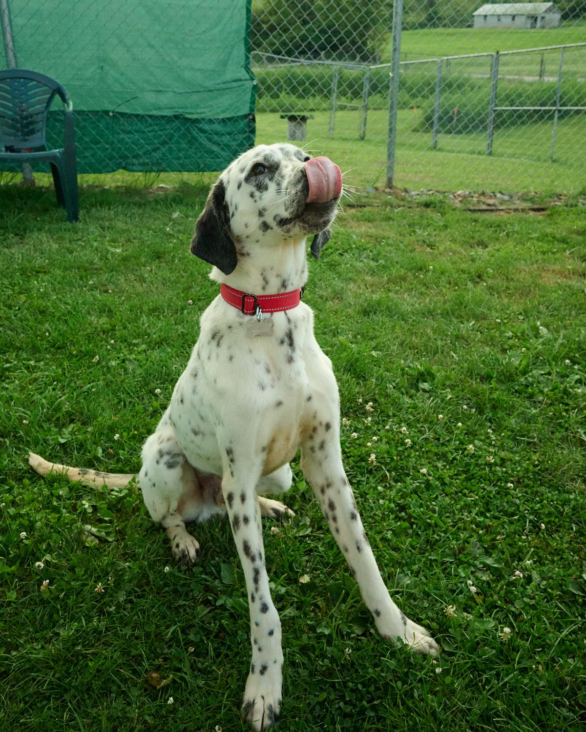 Enlarge Dickie, a ADOPTABLE mixed breed in Floyd, VA image 3/4