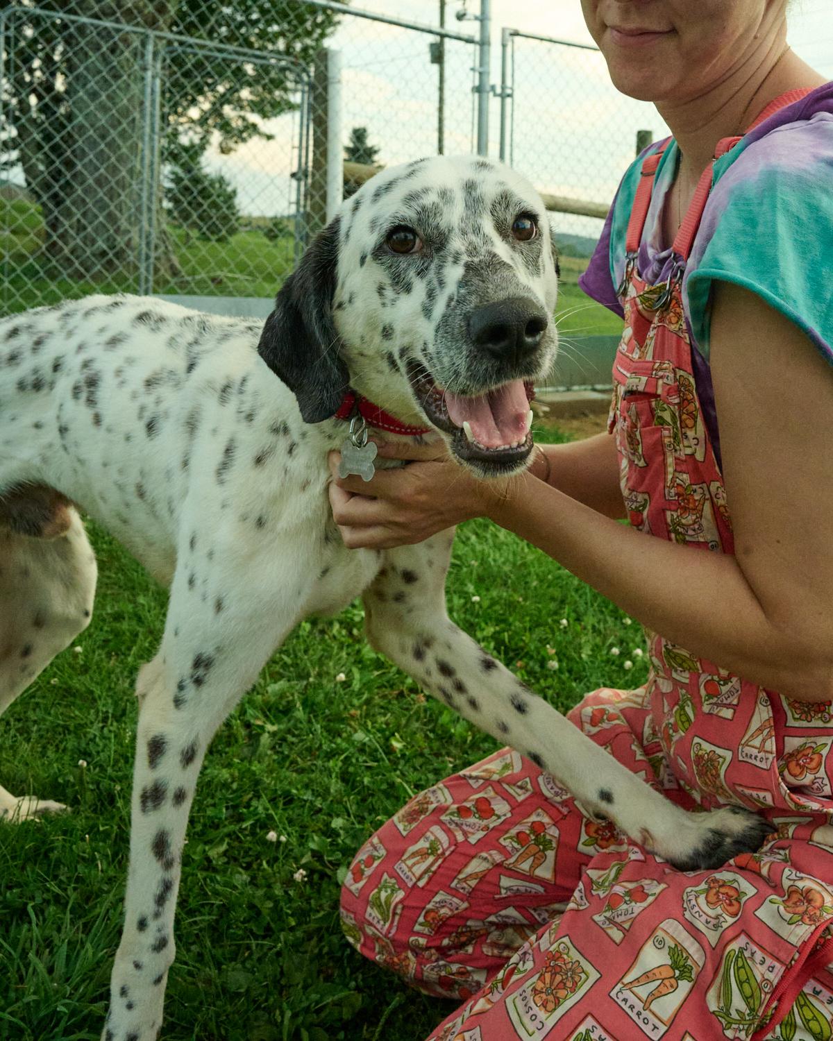 Enlarge Dickie, a ADOPTABLE mixed breed in Floyd, VA image 4/4
