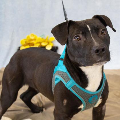 Colt — thumbnail 2