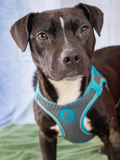 Colt — thumbnail 3