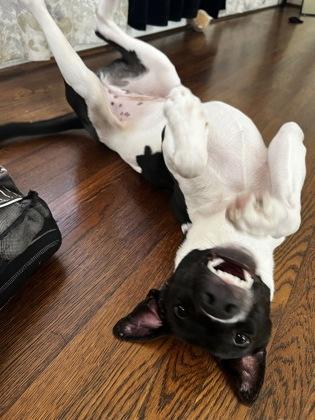 BAT, Adoptable, Young Female Pit Bull Terrier & Mixed Breed.