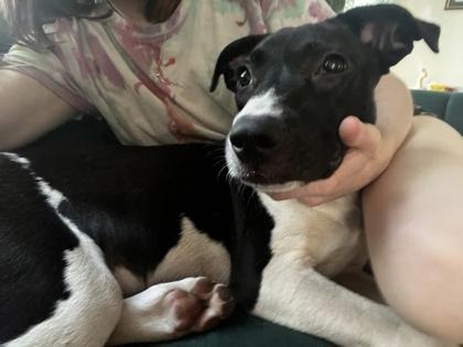 Enlarge BAT, a Adoptable mixed breed in Houston, TX image 2/3