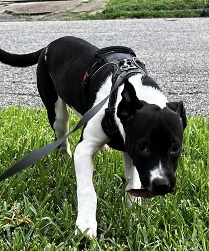 Enlarge BAT, a Adoptable mixed breed in Houston, TX image 3/3