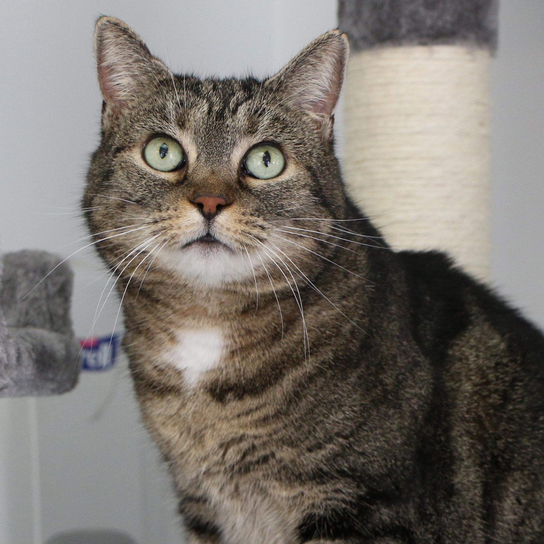 Chloe, Adult Female unknown