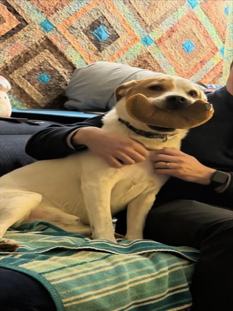 PUZZLE, Adoptable, Adult Male Beagle & Mixed Breed.