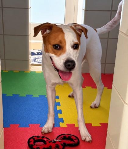 PUZZLE, Adoptable, Adult Male Beagle & Mixed Breed.