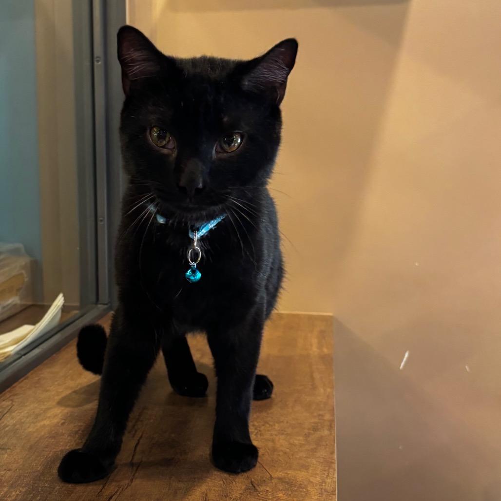Enlarge Choco Cat, a Adoptable Domestic Short Hair in Johnstown, PA image 1/6
