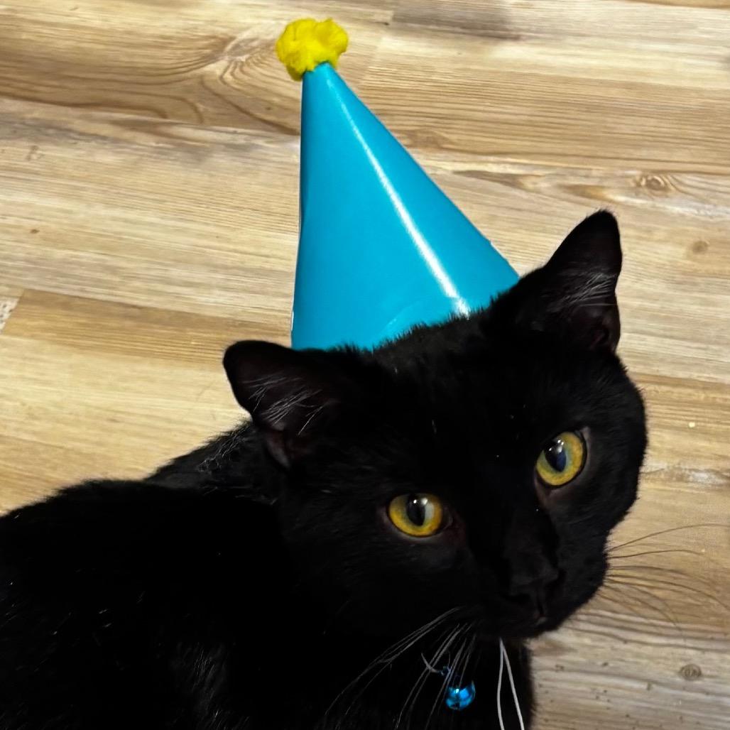Enlarge Choco Cat, a Adoptable Domestic Short Hair in Johnstown, PA image 2/6