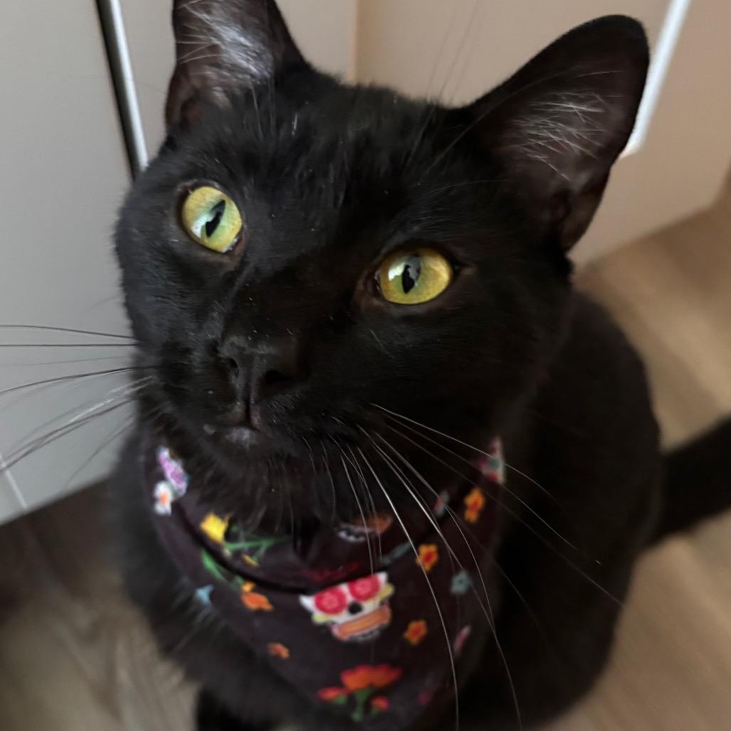 Enlarge Choco Cat, a Adoptable Domestic Short Hair in Johnstown, PA image 4/6