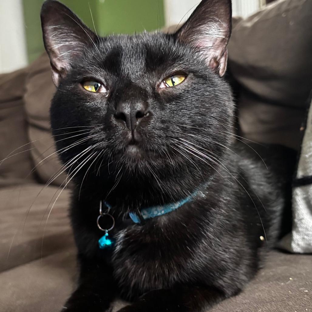 Enlarge Choco Cat, a Adoptable Domestic Short Hair in Johnstown, PA image 5/6