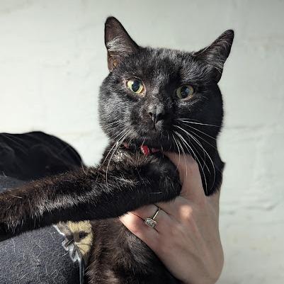 Enlarge Choco Cat, a Adoptable Domestic Short Hair in Johnstown, PA image 6/6