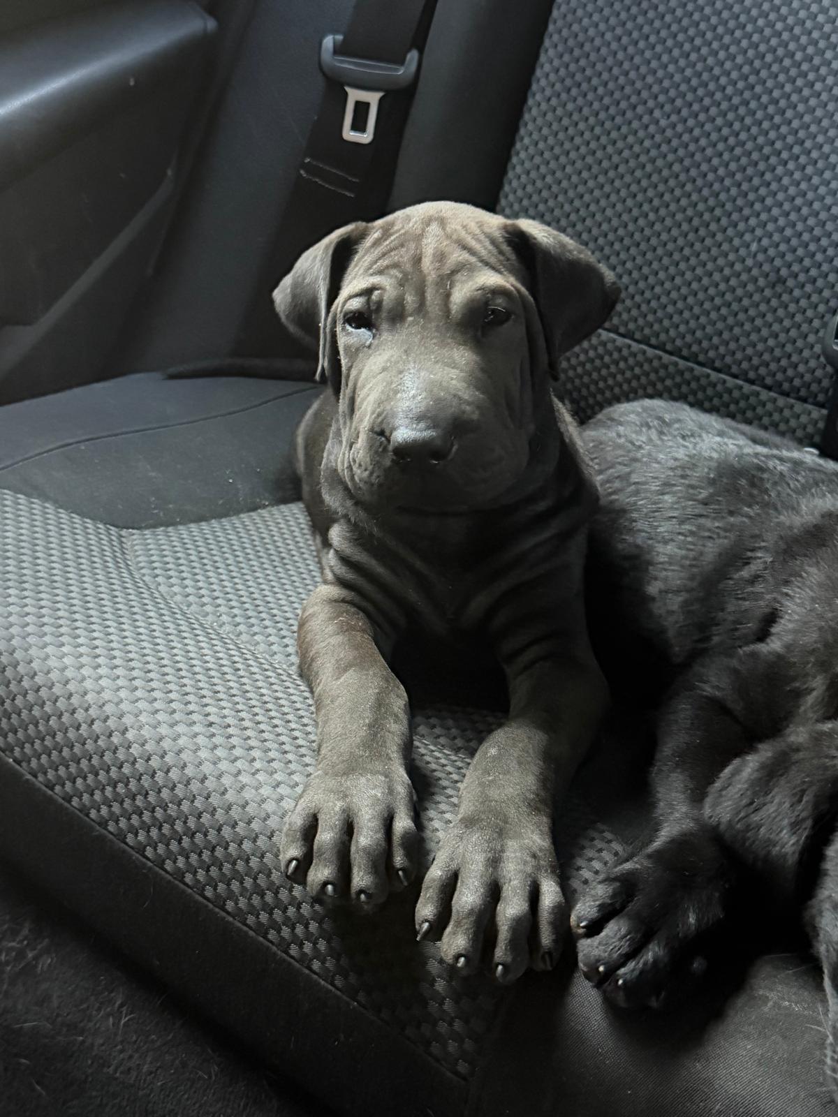 Enlarge CHICO (out of town), a Adoptable Shar-Pei in New York, NY image 1/2