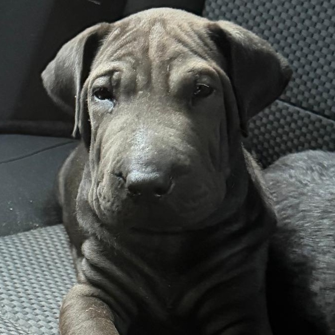 Enlarge CHICO (out of town), a Adoptable Shar-Pei in New York, NY image 2/2
