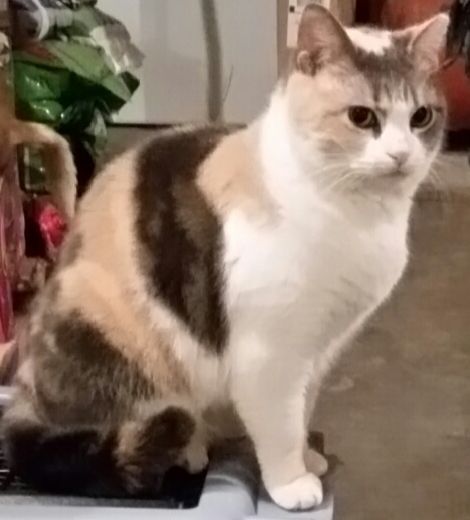 Camie, a Adoptable mixed breed in Monroe, TN image 1/6