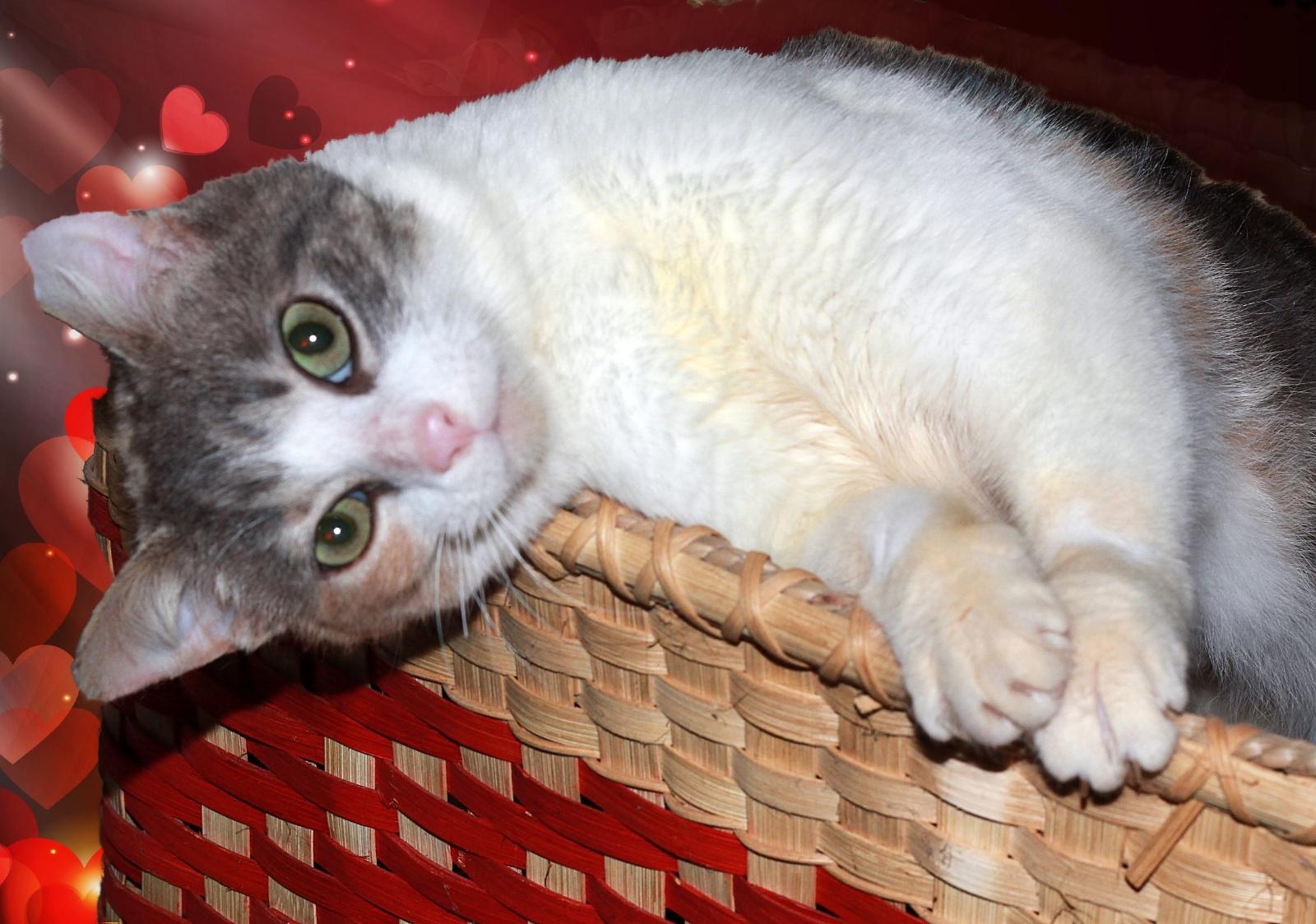 Camie, a Adoptable mixed breed in Monroe, TN image 2/6