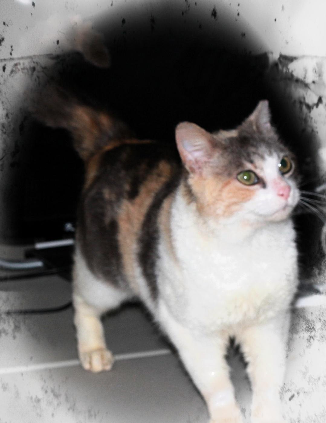 Camie, a Adoptable mixed breed in Monroe, TN image 3/6