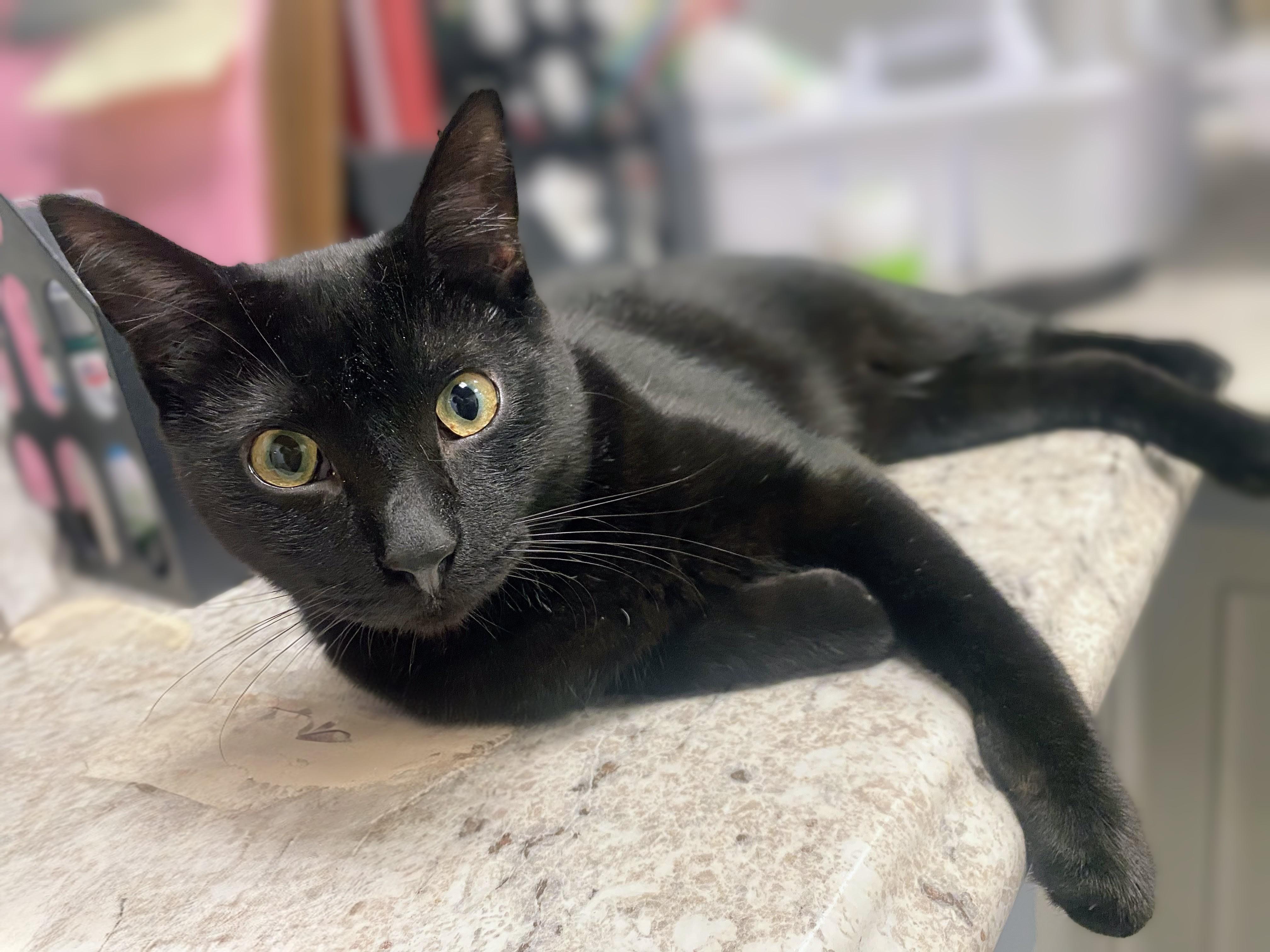 Enlarge Dutch, a ADOPTABLE Domestic Short Hair in Palm Harbor, FL image 1/1