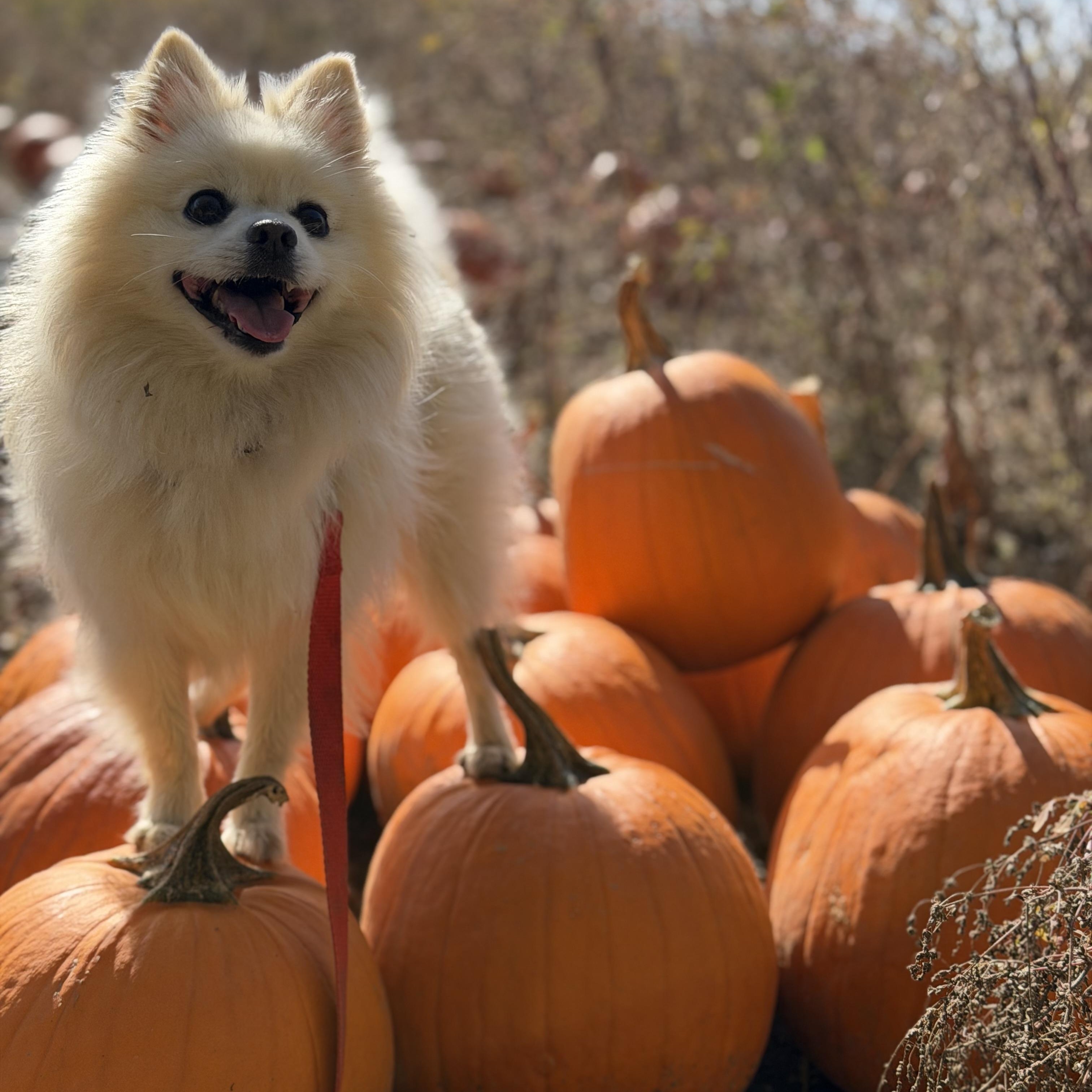Polard, Adoptable, Adult Male Pomeranian.