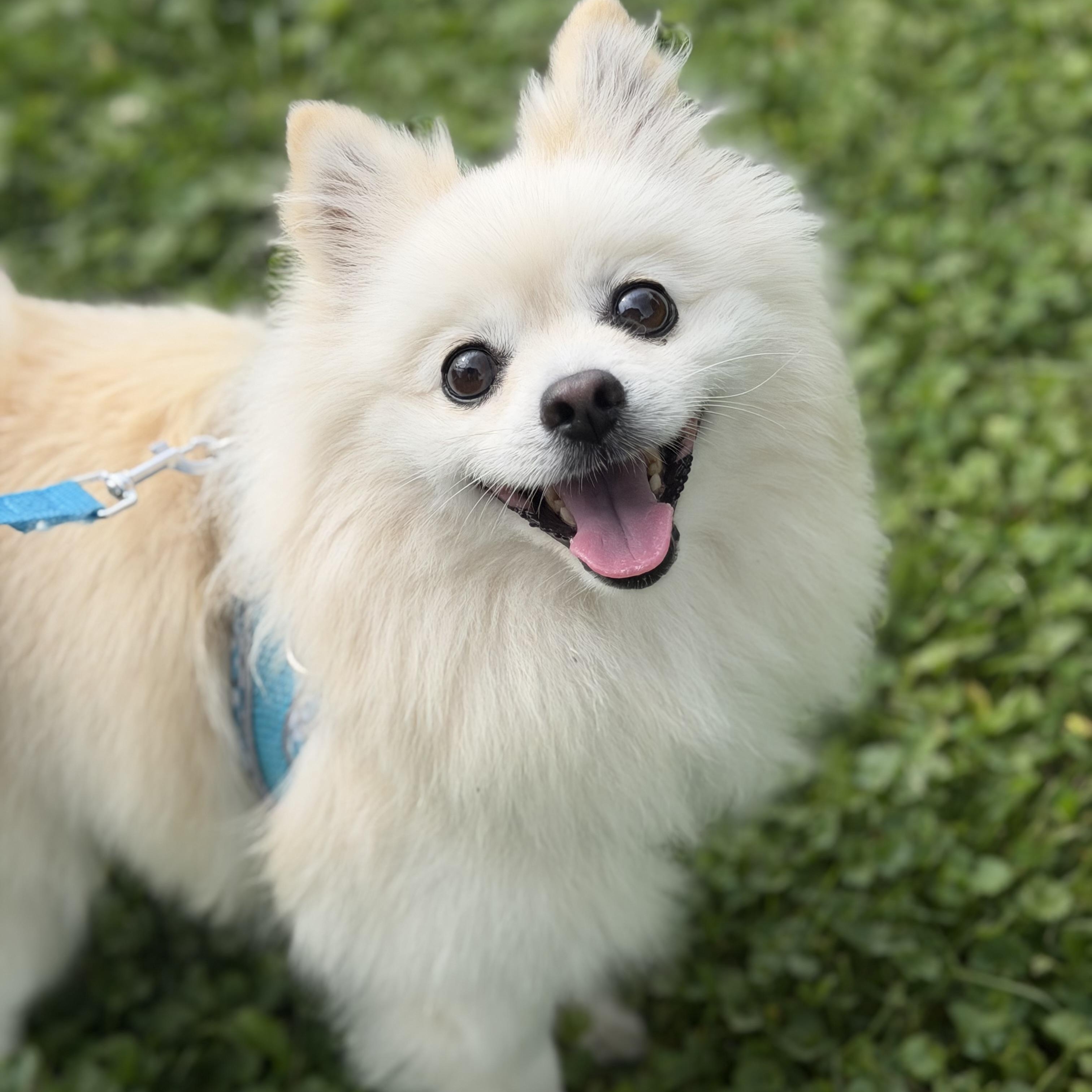 Enlarge Polard, a Adoptable Pomeranian in Scarborough, ON image 2/6