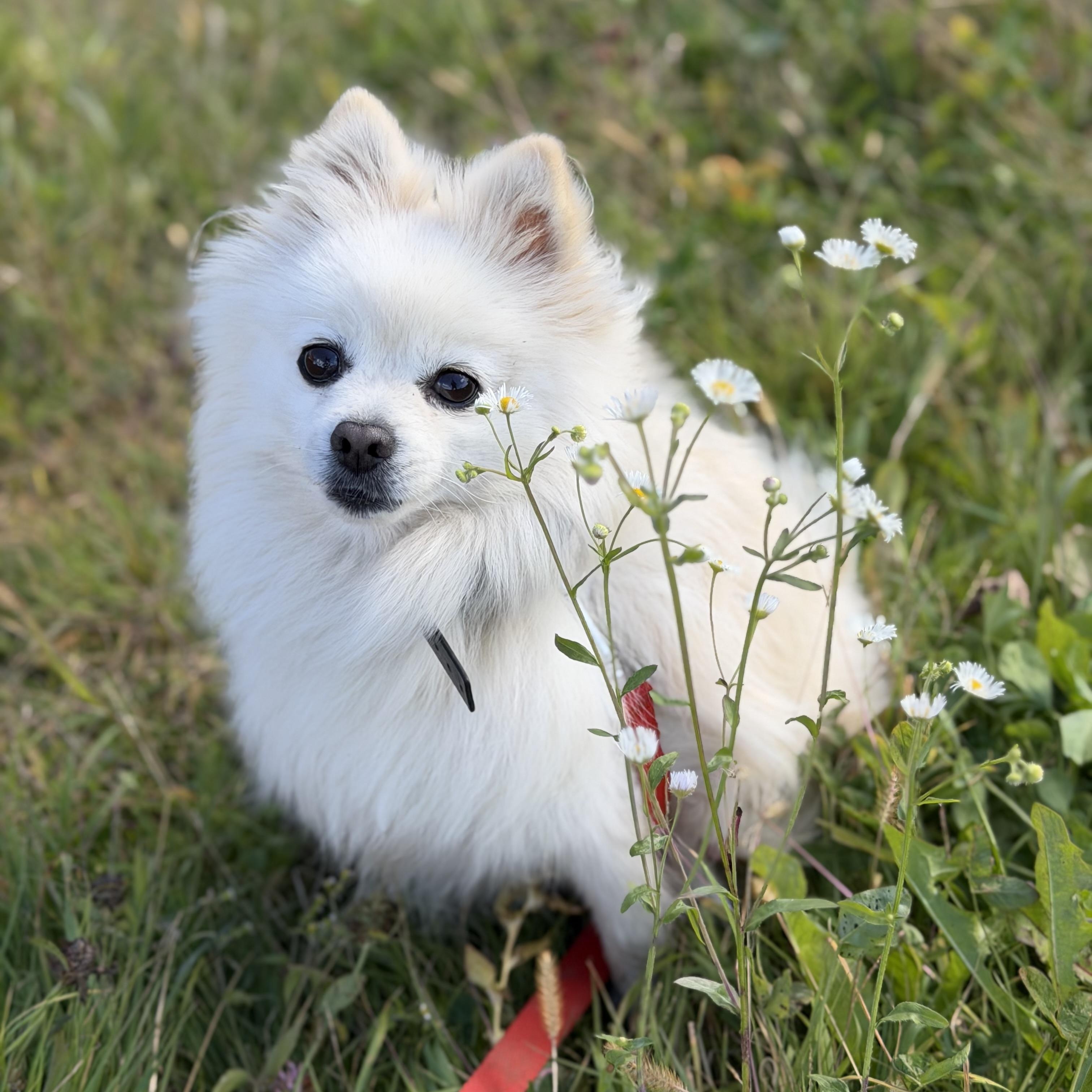 Enlarge Polard, a Adoptable Pomeranian in Scarborough, ON image 3/6