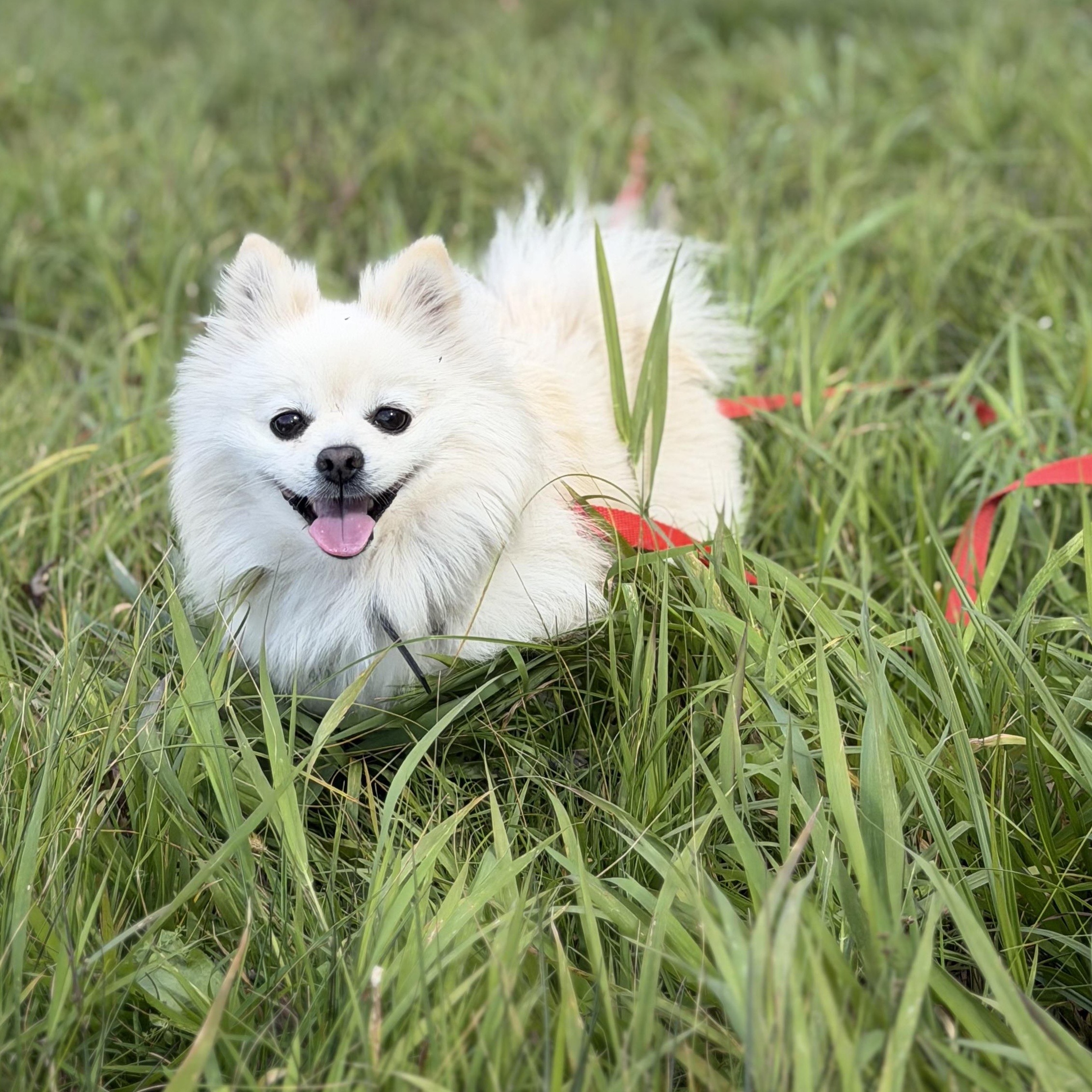 Enlarge Polard, a Adoptable Pomeranian in Scarborough, ON image 5/6