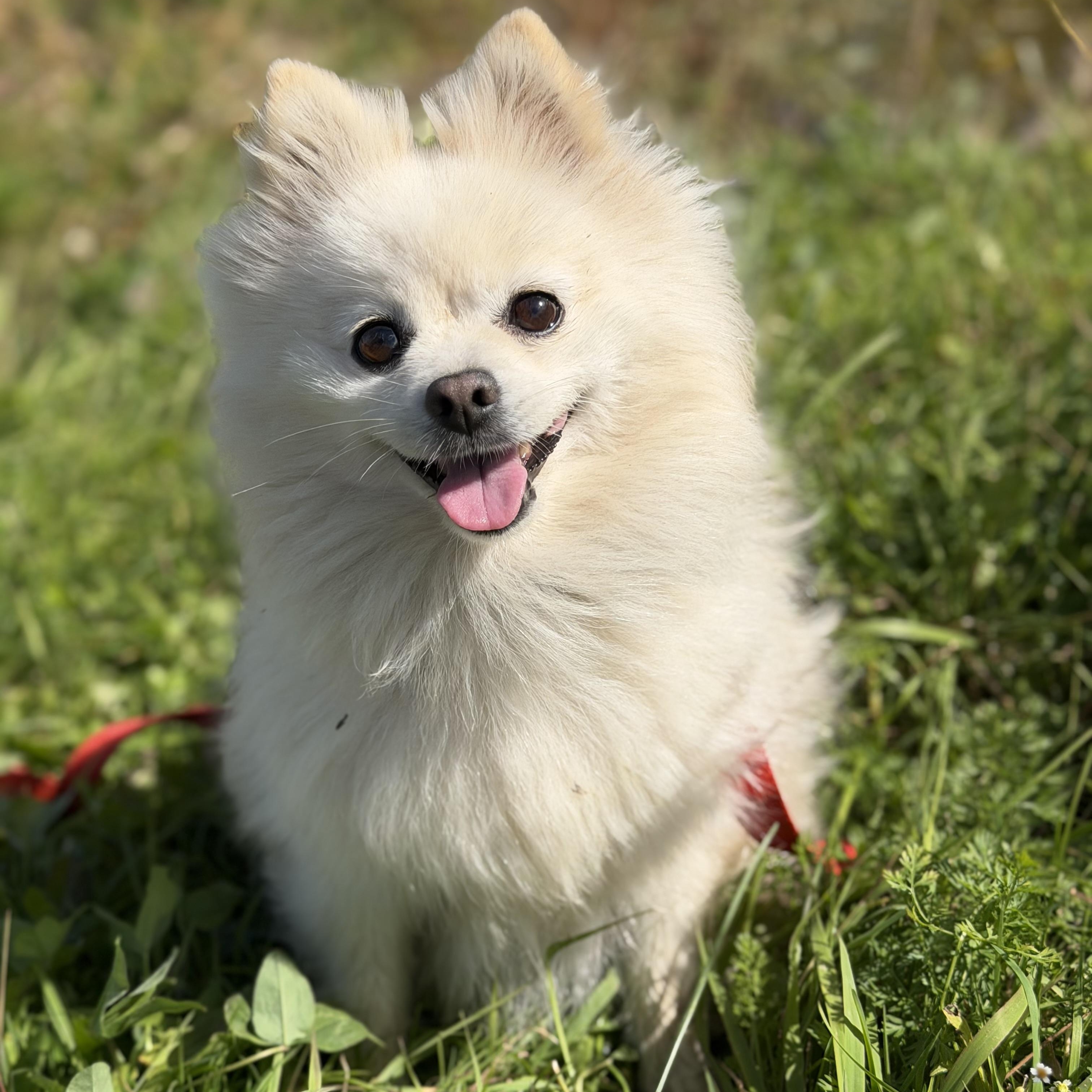 Enlarge Polard, a Adoptable Pomeranian in Scarborough, ON image 4/6