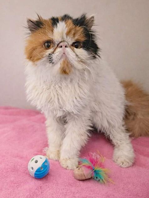 Enlarge Stella, a Adoptable Persian in San Francisco, CA image 3/3