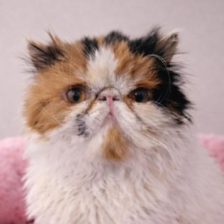 Stella, Adoptable, Adult Female Persian.