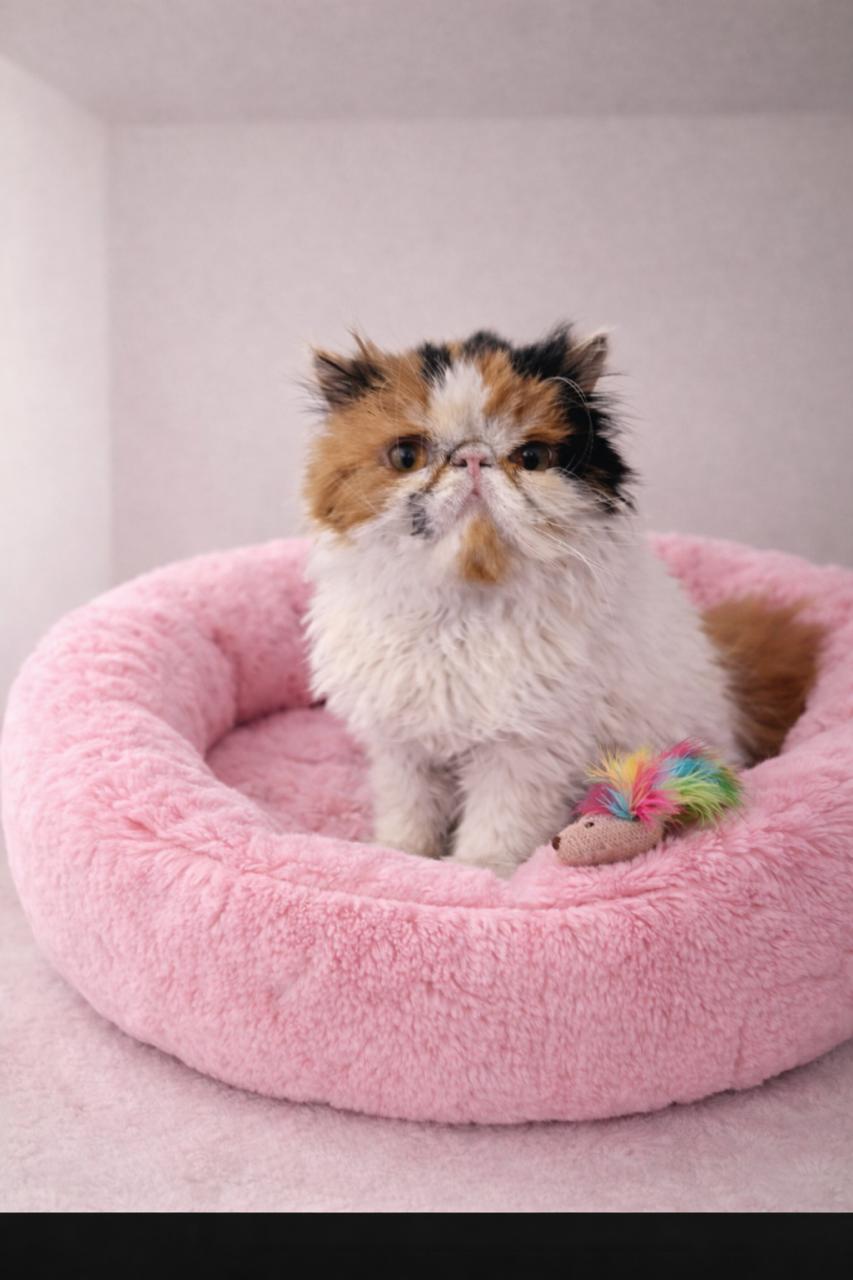 Enlarge Stella, a Adoptable Persian in San Francisco, CA image 2/3