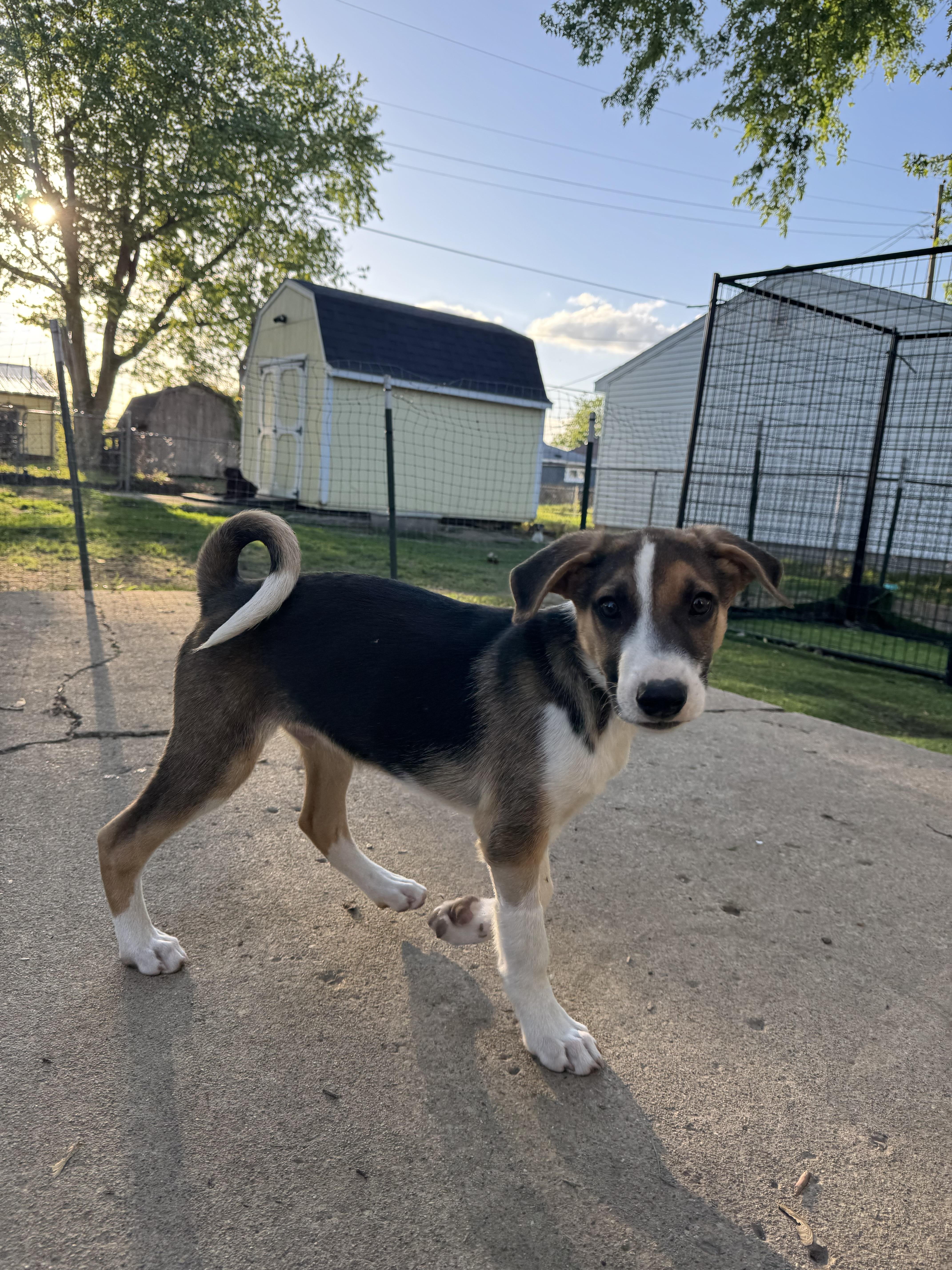 Snoop Dogg! Sweet trained boy! , an adopted mixed breed in RUSSIAVILLE, IN image 1/2