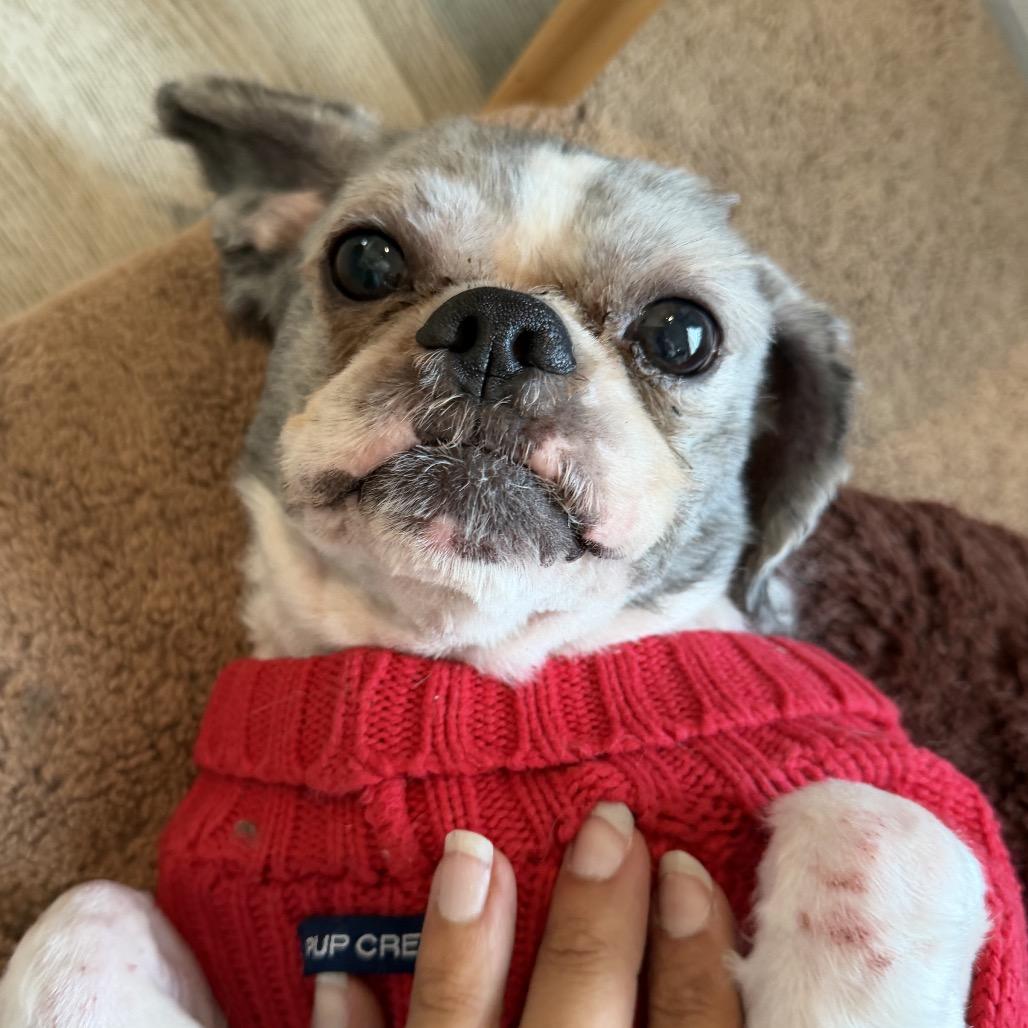 Pebbles, a Adoptable Shih Tzu in San Mateo, CA image 1/6