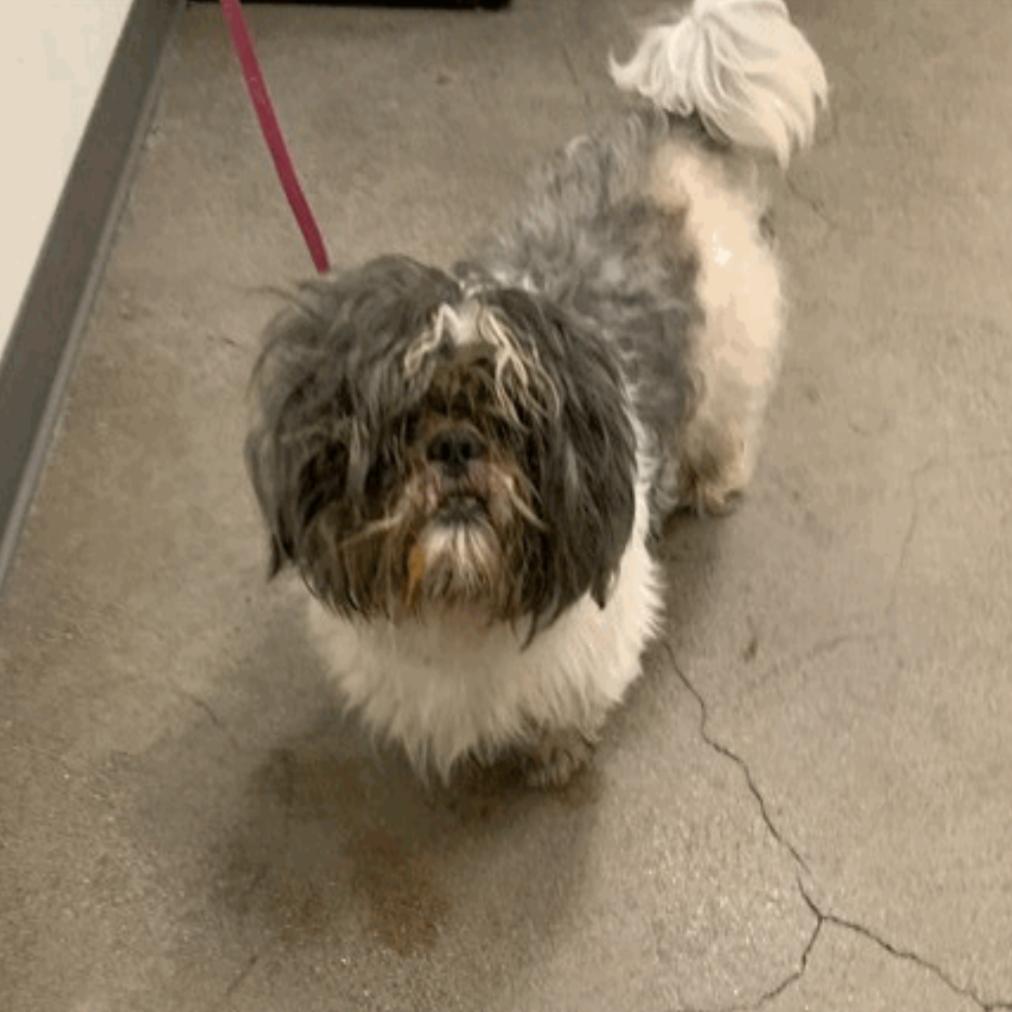 Pebbles, a Adoptable Shih Tzu in San Mateo, CA image 2/6
